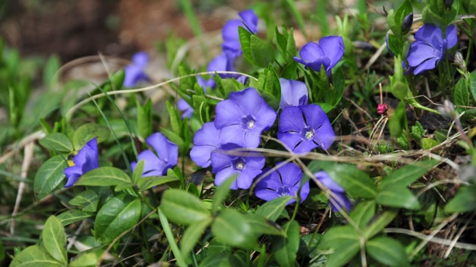 Brčál barvínek / Vinca minor Brčál barvínek / Vinca minor