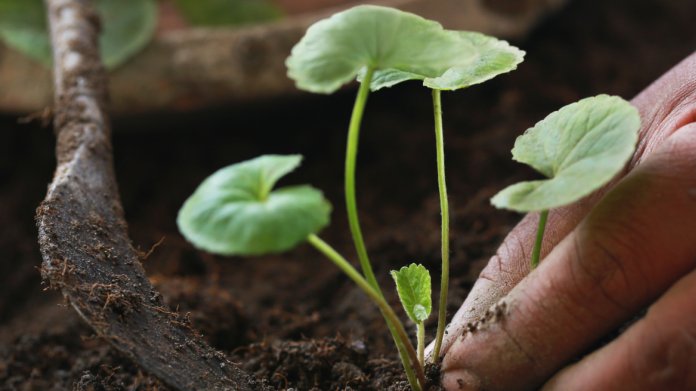 Gotu kola 2 Gotu kola 2