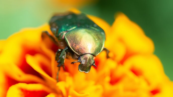 Zlatohlávek zlatý (Cetonia aurata) Zlatohlávek zlatý (Cetonia aurata)