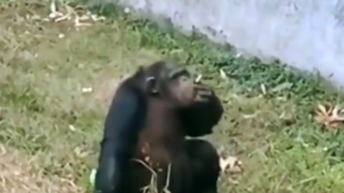 Šimpanz kouří cigaretu v zoo Šimpanz kouří cigaretu v zoo