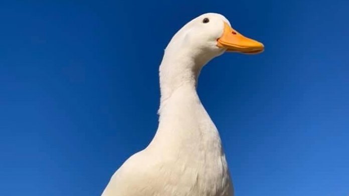 Surfující kachna 1 Surfující kachna 1