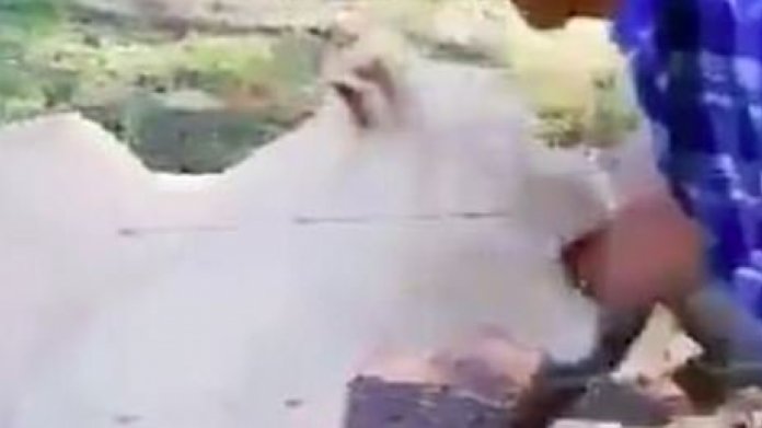 Lev kousnul muže 2 Lev kousnul muže 2