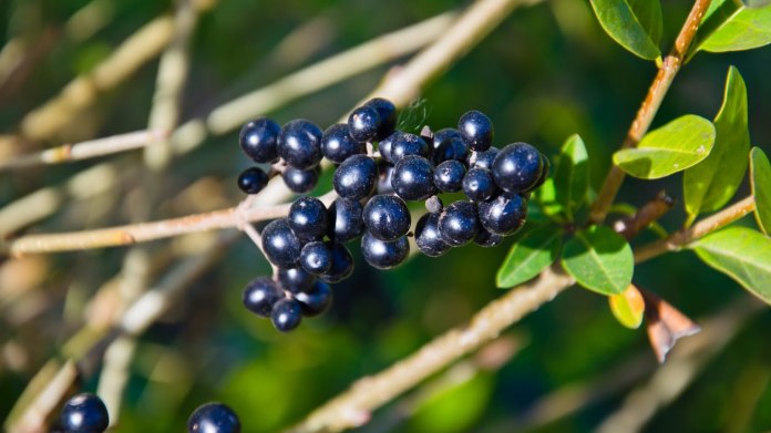 Pračí zob / Ligustrum vulgare Pračí zob / Ligustrum vulgare