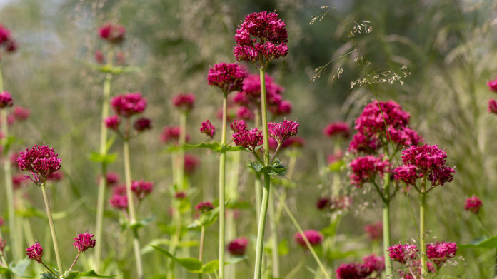 Mavuň červená (Centranthus ruber) Mavuň červená (Centranthus ruber)