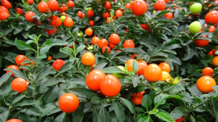 Lilek / Solanum pseudocapsicum Lilek / Solanum pseudocapsicum