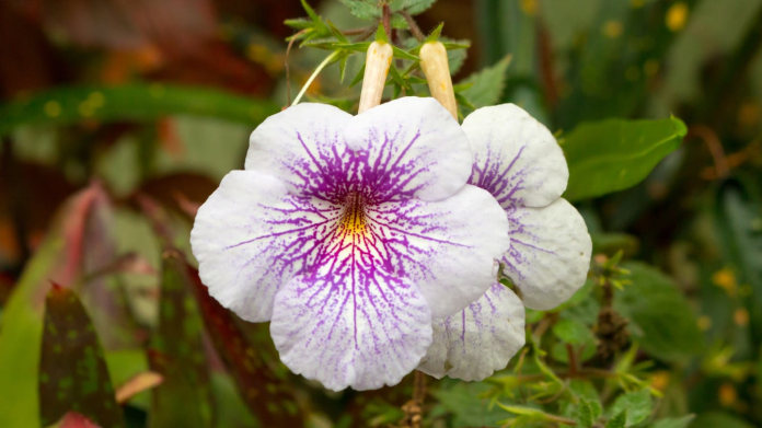 Honzík, křivůtka, bouloň (Achimenes) Honzík, křivůtka, bouloň (Achimenes)