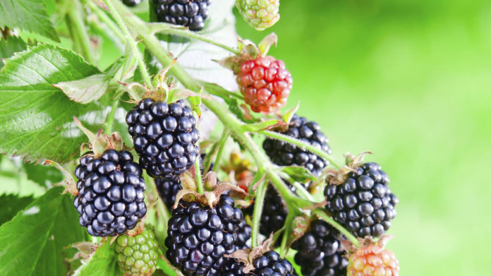 Ostružiník/Rubus fruticosus Ostružiník/Rubus fruticosus