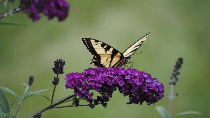 Komule Davidova (Buddleia davidii) neboli také motýlí květ Komule Davidova (Buddleia davidii) neboli také motýlí květ