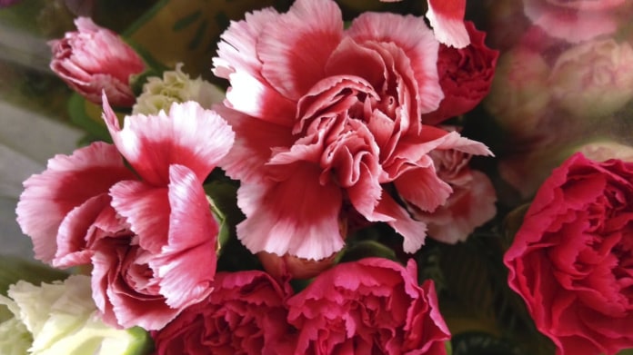 Karafiát – v latině Dianthus neboli božská květina Karafiát – v latině Dianthus neboli božská květina