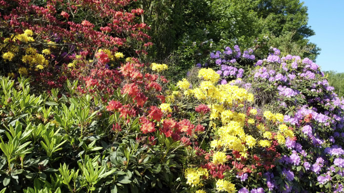 Rododendrony můžete znát i pod českých názvem pěnišníky Rododendrony můžete znát i pod českých názvem pěnišníky