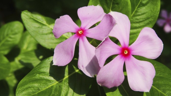 Catharanthus roseus - barvínek, nenáročná letnička, která snese, když ji pro jednou nezalijete Catharanthus roseus - barvínek, nenáročná letnička, která snese, když ji pro jednou nezalijete