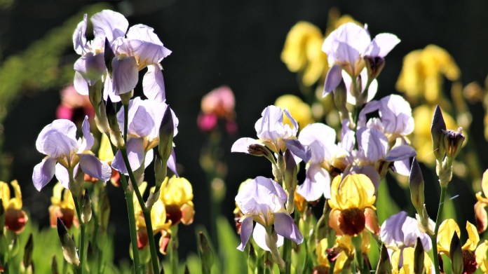 Zahradní kosatce / Iris Zahradní kosatce / Iris