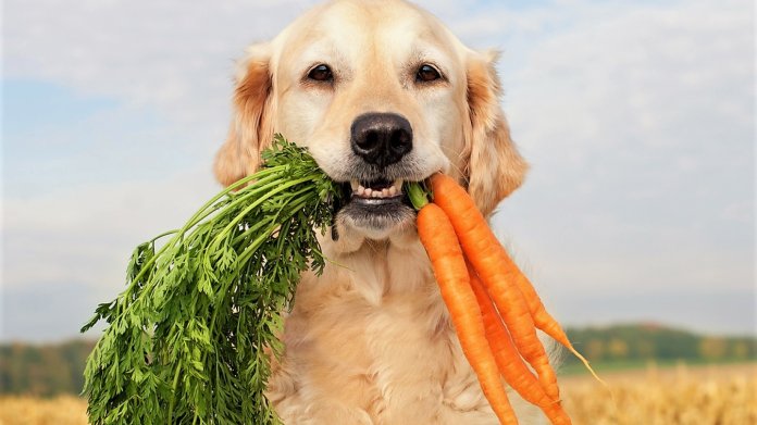 Pes a kočka vegetariáni. Je to zdravé, nebo můžeme zvířeti vážně ublížit? Pes a kočka vegetariáni. Je to zdravé, nebo můžeme zvířeti vážně ublížit?