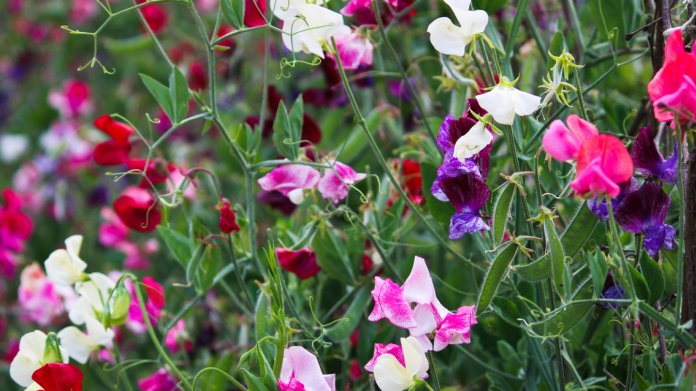 Hrachor vonný / Lathyrus odoratus Hrachor vonný / Lathyrus odoratus