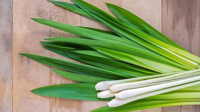 Citronová tráva, exotická léčivka a koření, se dá snadno pěstovat doma Citronová tráva, exotická léčivka a koření, se dá snadno pěstovat doma