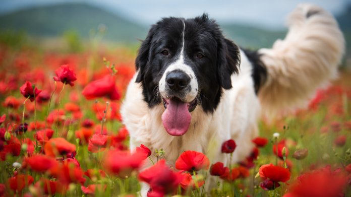 Landseer Landseer