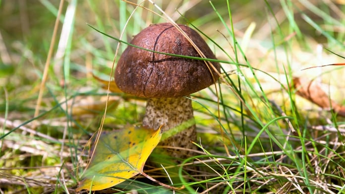 Kozák je výborná houba s jedinou vadou na kráse Kozák je výborná houba s jedinou vadou na kráse