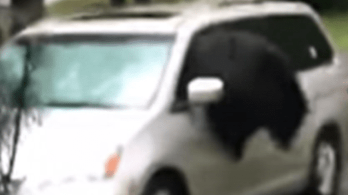 Medvěd rozbil auto, když se z něj snažil dostat ven Medvěd rozbil auto, když se z něj snažil dostat ven