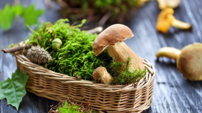 Nerostou? Nevadí, vypěstujte si houby sami na zahradě! Nerostou? Nevadí, vypěstujte si houby sami na zahradě!