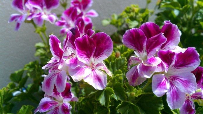 Pelargonie: Nejznámější balkonové květiny už se hlásí o slovo Pelargonie: Nejznámější balkonové květiny už se hlásí o slovo
