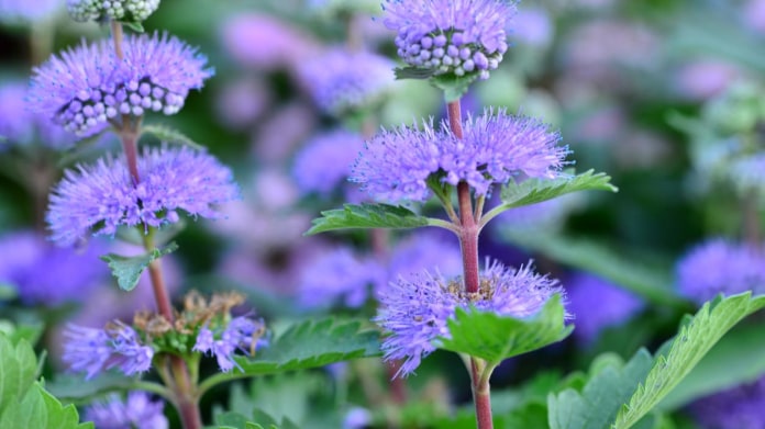 Ořechoplodec (Caryopteris) Ořechoplodec (Caryopteris)