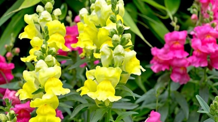 Hledík/Antirrhinum majus Hledík/Antirrhinum majus