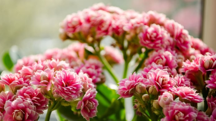 Kalanchoe / kolopejka Kalanchoe / kolopejka