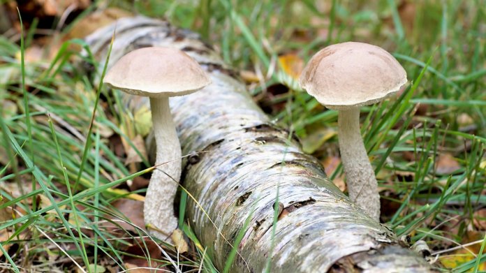Kozák březový/Lecinum scabrum Kozák březový/Lecinum scabrum