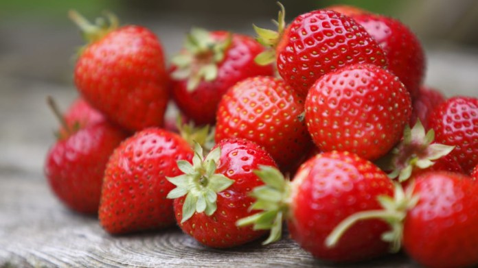 Jahodník obecný (Fragaria vesca) Jahodník obecný (Fragaria vesca)