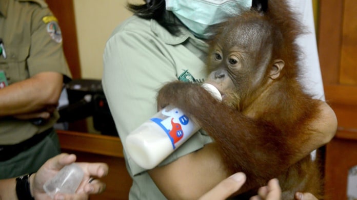 Rus pašoval mládě orangutana 2 Rus pašoval mládě orangutana 2