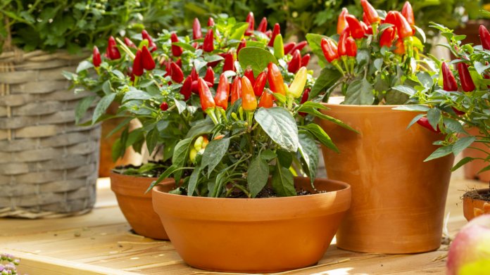 Chilli papričky můžete pěstovat v květináči i na záhoně Chilli papričky můžete pěstovat v květináči i na záhoně