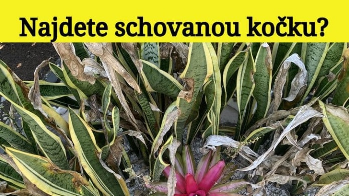 Najdete na obrázku kočku? 3 Najdete na obrázku kočku? 3