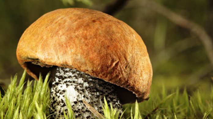 Křemenáč osikový/Leccinum aurantiacum Křemenáč osikový/Leccinum aurantiacum