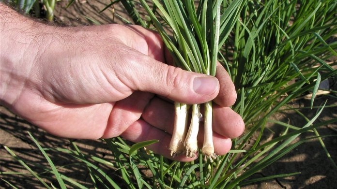 Pažitka čínská (Allium tuberosum) je vytrvalá rostlina s tvrdými podzemními cibulkami, ze kterých vyrůstají křehké ploché listy podobné trávě Pažitka čínská (Allium tuberosum) je vytrvalá rostlina s tvrdými podzemními cibulkami, ze kterých vyrůstají křehké ploché listy podobné trávě