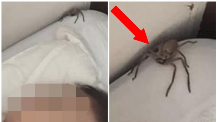 Děsivý pavouk leze nad hlavou kluka Děsivý pavouk leze nad hlavou kluka