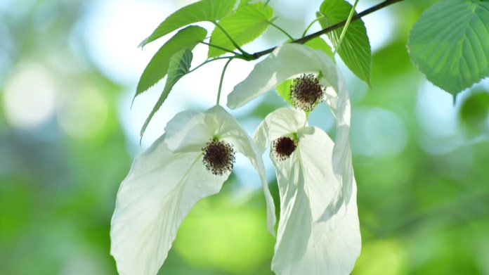 Davidie listenová (Davidia involucrata) Davidie listenová (Davidia involucrata)