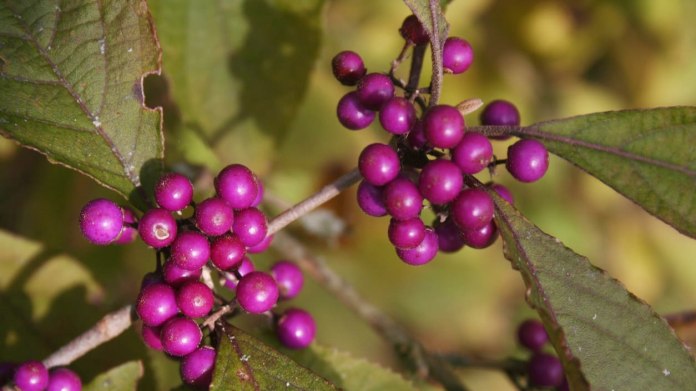 Krásnoplodka Bodinierova (Callicarpa bodinieri giraldii) Krásnoplodka Bodinierova (Callicarpa bodinieri giraldii)