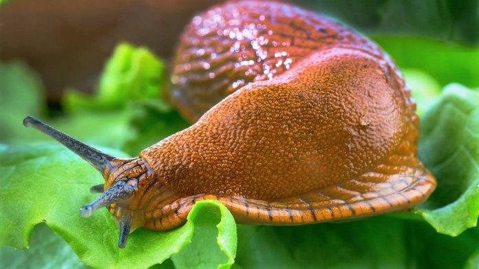 Seznamte se, plzák španělský aneb Proč se těmhle slimákům u nás tak dobře daří Seznamte se, plzák španělský aneb Proč se těmhle slimákům u nás tak dobře daří