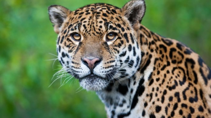 jaguar jaguar