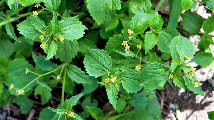 Pěťour maloúborný (Galinsoga parviflora) Pěťour maloúborný (Galinsoga parviflora)