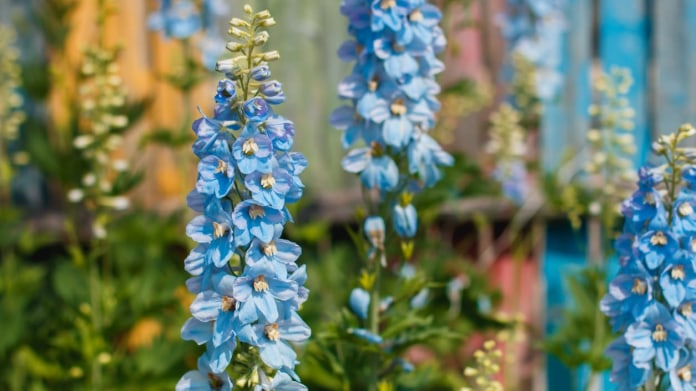 Ostrožka / Delphinium hybridum Ostrožka / Delphinium hybridum