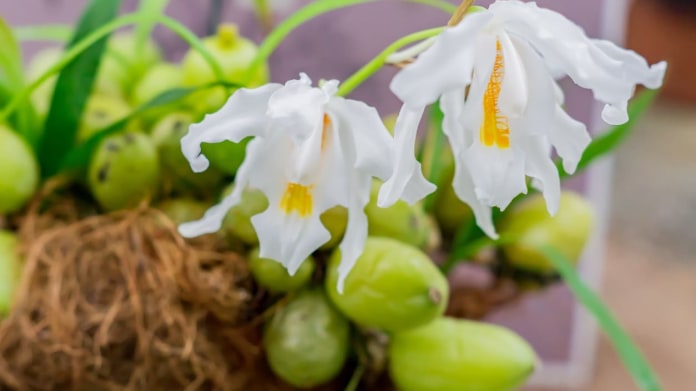 Dutojazýček: Nádherná orchidej, která se snadno pěstuje Dutojazýček: Nádherná orchidej, která se snadno pěstuje