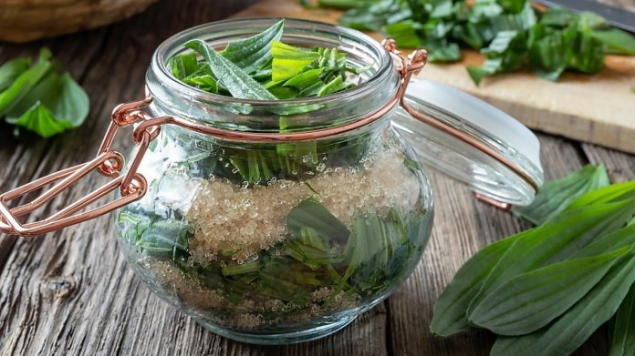 Co s jitrocelem? Udělejte sirup proti kašli, čaj proti kouření a mast proti otokům Co s jitrocelem? Udělejte sirup proti kašli, čaj proti kouření a mast proti otokům