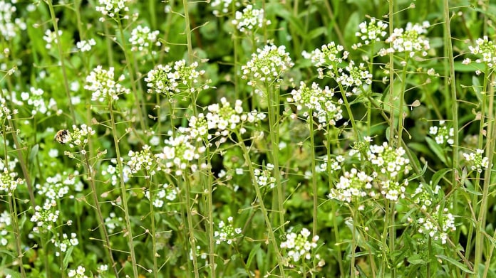 Kokoška pastuší tobolka umí zastavit krev z nosu Kokoška pastuší tobolka umí zastavit krev z nosu