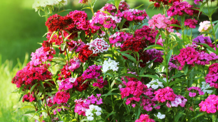 Hvozdík bradatý (Dianthus barbatus) Hvozdík bradatý (Dianthus barbatus)
