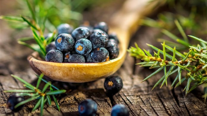 Jalovec: Divoké koření, jehož hlavní léčivou náplní je detox a hubnutí Jalovec: Divoké koření, jehož hlavní léčivou náplní je detox a hubnutí