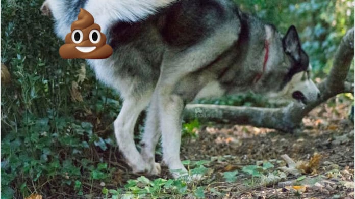 A jak kadí váš pes? A jak kadí váš pes?