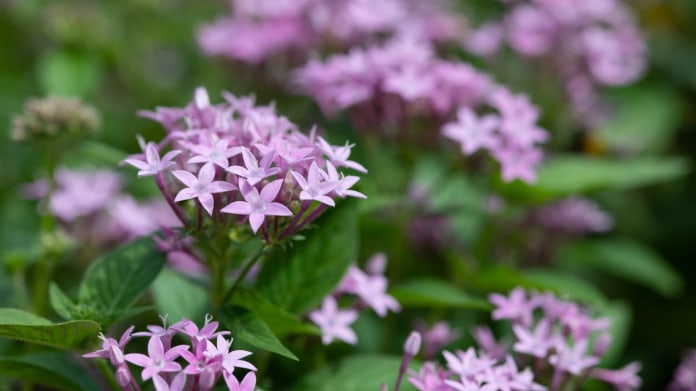 Pentas není náročný na pěstování Pentas není náročný na pěstování