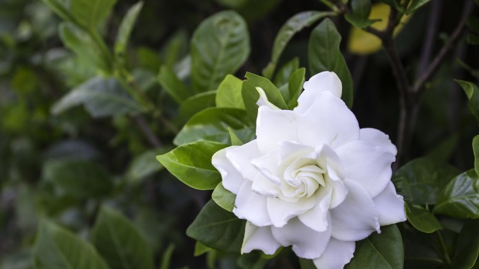 Gardénie jasmínovitá (Gardenia jasminoides) Gardénie jasmínovitá (Gardenia jasminoides)