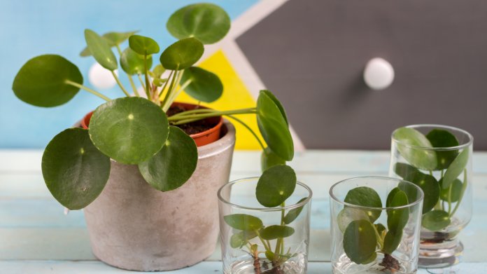 Pilea peperomioides Pilea peperomioides